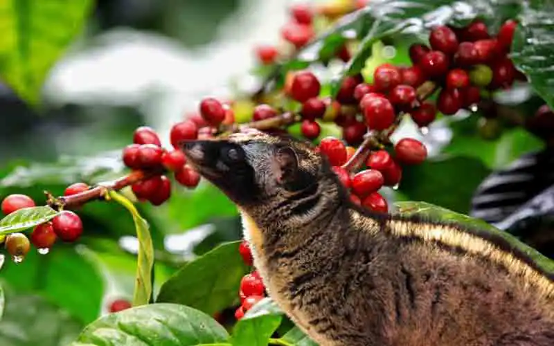 coffee plantation coffee plantation